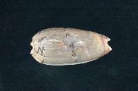藏品(寡婦榧螺亞種)的圖片
